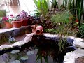My Goldfish Pond
