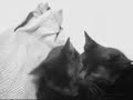 AmOrez GatUnOz :3