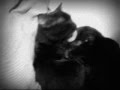 videos de AmOrez GatUnOz :3