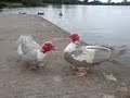 werid ducks? werid ducks?