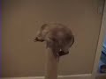 Siamese cat scratching post acrobatics