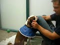 Lulu at the vet with mommy and daddy