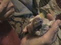 mom holds baby cockatiel