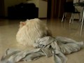 Xiao Q The Westie 2y6m cloth 6