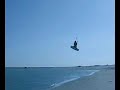 Best Waroo saut banc de sable KITESHOP.FR