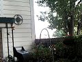 hummingbird