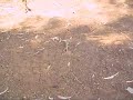 greek chameleon(infrequent)2 greek chameleon(infrequent)2