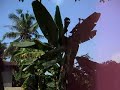 Camboya. Angkor What. Templo hindu�sta