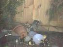 Baby Miss & Mister Muskus Duckjes Baby Miss & Mister Muskus Duckjes