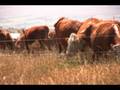 Occam's Grazer (Trailer)