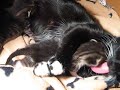Munchkin cat cleaning her newborn kitten