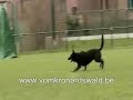 Dief vom Oostweg Dief vom Oostweg