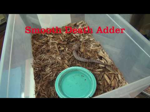 YouTube reptile video
