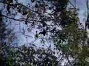 fruitbat-encounter-part-1-of-2.html