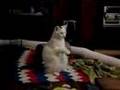 Cat Playing Chopsticks