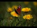 Eric Fish - Lass uns teilen Eric Fish - Lass uns teilen