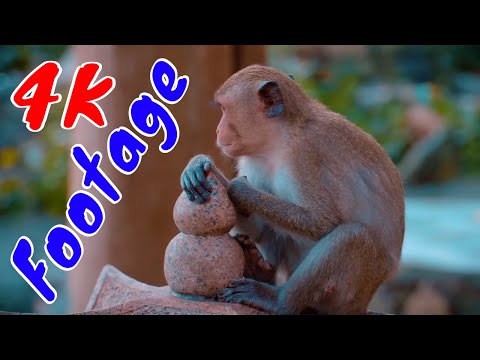 Những Cảnh Quay Đẹp Chất Lượng 4K Về Loài Khỉ Tập 6