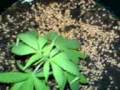 videos de Marihuana de Jamaica #2