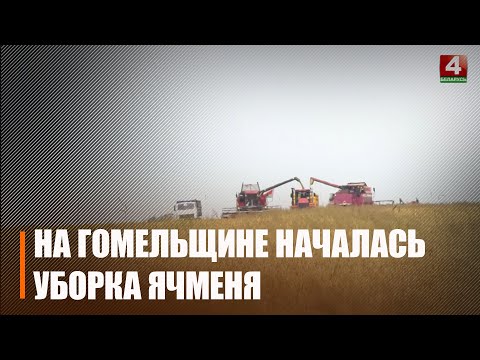 В Гомельской области началась уборка озимого ячменя видео