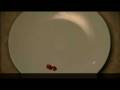 videos de Food for Life Partnership Awards - Silver schools - Part 2
