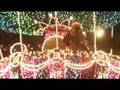 Electrical Parade Dreamlights #3 東京ディズニーランド エレクトリカルパレード