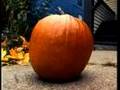 The Life and Death of a Pumpkin