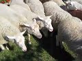 Sheep on the loose in Fort Saskatchewan