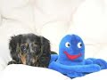 Riley the longhair dachshund