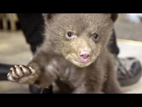Hear baby bear make cutest noise