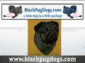 AKC Black Pugs - Black Pugs - Black Pug Dogs - Pugs - Pug Dogs AKC Black Pugs - Black Pugs - Black Pug Dogs - Pugs - Pug Dogs