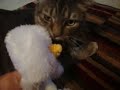 IM SO HAPPY!!! (Video Request + More!)