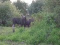 kitimat moose
