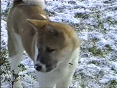 akita
