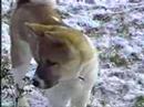 Akita Inu video