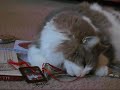 Thanks from Bonni & Fuzzy-wig
