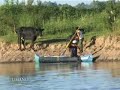 umano Cruce de Ganado