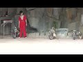 ЖЕСТЬ!!смех)))))обезьяны такое вытворяют!