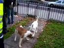 Dogz