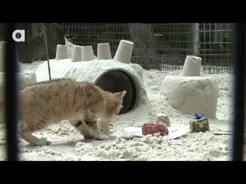 Sand Cat Birthday Party!