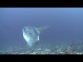 sun fish 14 sec