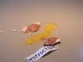 Dees�rg��d Potatoes