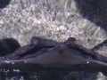 Eastern Sea:Sealife Aquarium Part 2(Music:Jean Michel Jarre)