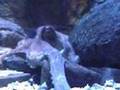 Eastern-Sea-Sealife-