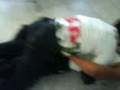 videos de luchitas