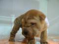 videos de Shar Pei Macho STA REF:190