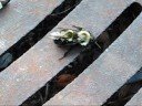 Bumblebee Procreation