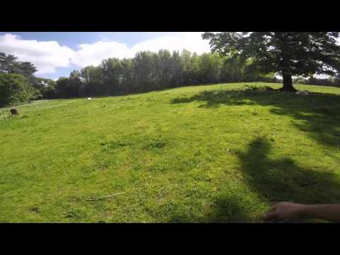 - Fallowfen Training Kennels - Fallowfen Training Kennels