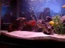 Peacock Cichlid Fight