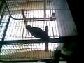 huyton-parrot.html