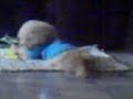 oshii boi the toy poodle oshii boi the toy poodle